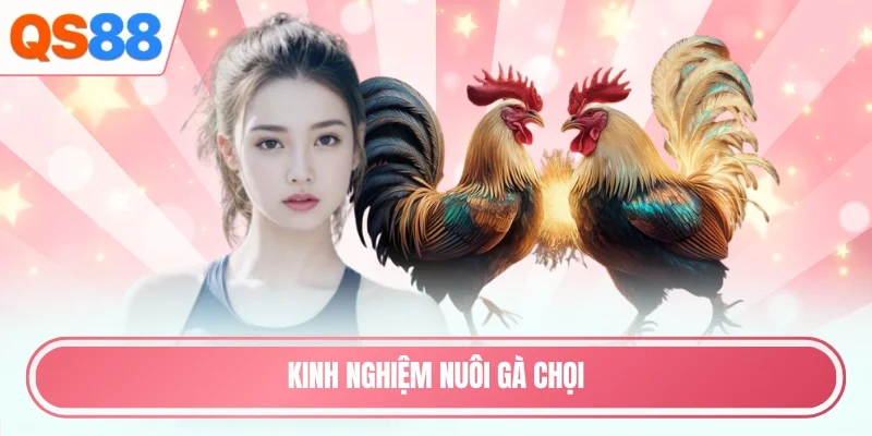 Kinh nghiệm nuôi gà chọi